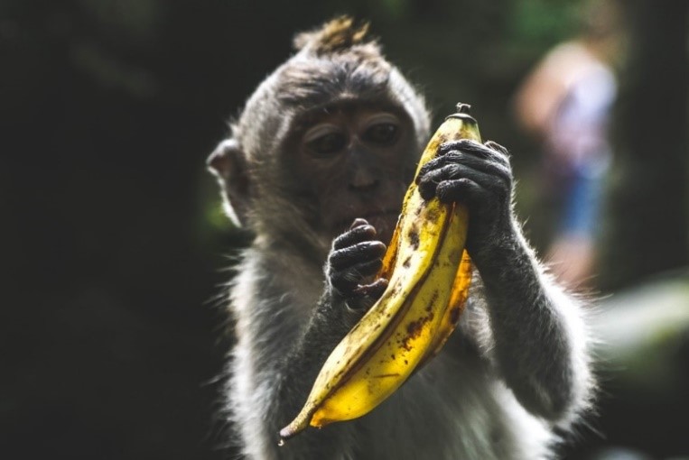Monos capuchinos psicología