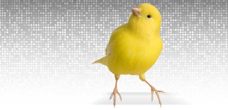 Canary bird on digital background